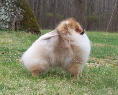 Cinnamon at her very first match at 18 weeks old, striking a pose