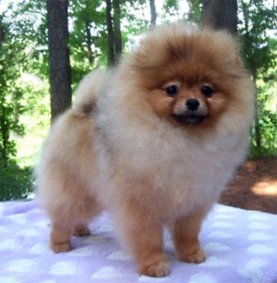 Roulette at 6 mos old