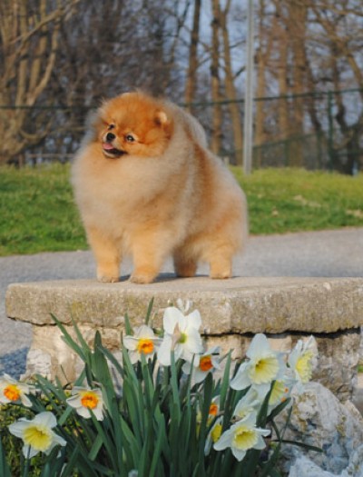 Darcy at 3yrs 1mos old