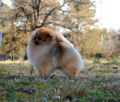 Darcy at 3yrs 1mos old