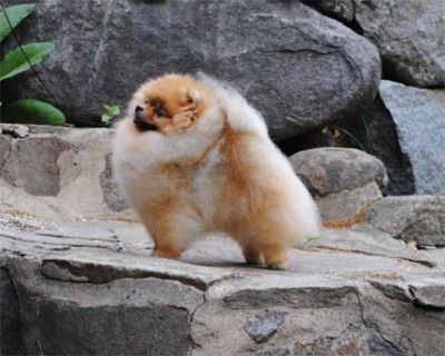 Darcy at 2yrs 3mos old