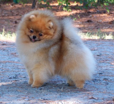 Darcy at 1 1/2 yrs old