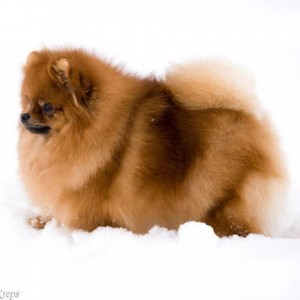 Bravo's Scarlet Ribbon