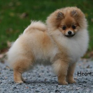 Can Ch. Chriscendo Catch Phrase