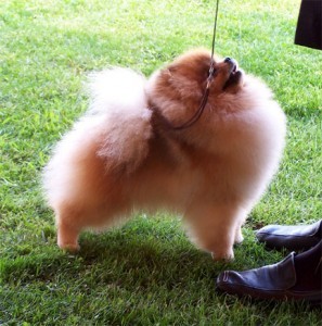 BISS Ch. Lil Behrs Honey Nut Cheerio (group winner)