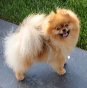 Ch. Hitimes Sense N Sensibility