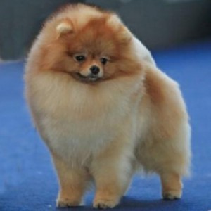 Chriscendo Cause I Said So