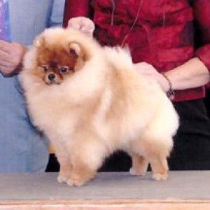 Ch. Carlang Say What