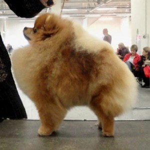 Upstart-Fora Triple Love