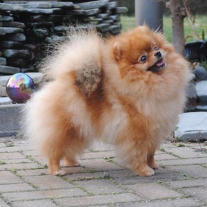 GCh. Accolade's Surrender My First Kiss