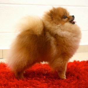 Chriscendo Continued Success