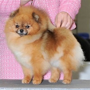 Am/Can Ch. Hitimes Forbidden Fruit