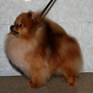 Can Ch. Mythical Family Heirloom