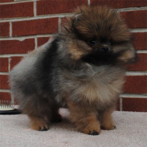 Silhouette's Surprise In A Box