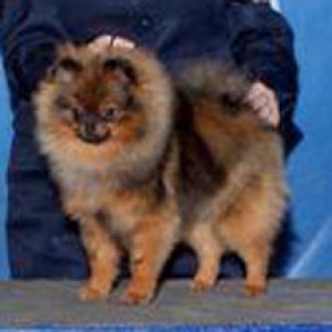 Can Ch. Sugarlamb's Law of Attraction (pointed)