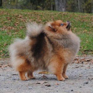 Ch. Stealurheart's Head Over Heels