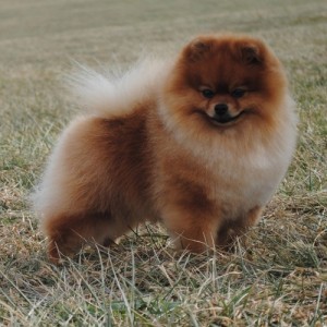 Ch. Reginapoms Mtn. View Rock of Ages