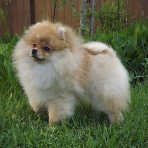 Santee's The One and Only