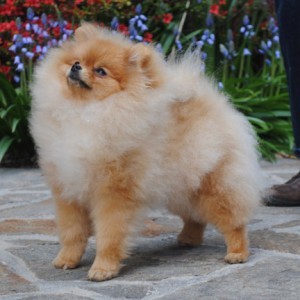 Razzle Dazzle Rhythm N Blues