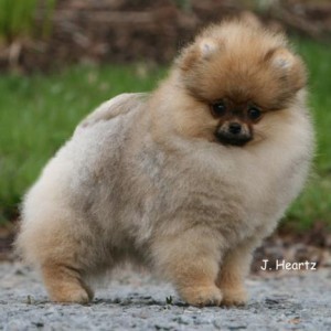 Can Ch. Chriscendo Call Me Queen