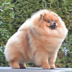 None Such Pleasure On Replay