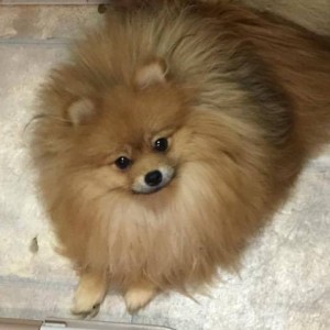 Couture's Heck of an Easy Call