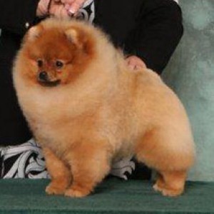 Am/Can Ch. Chriscendo Candyland