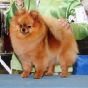 Firesprite's Hot Gossip (major pointed)