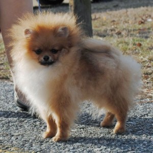 Couture's Jorah x Sonya 1