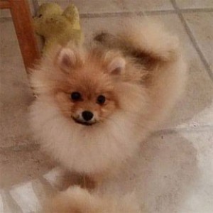 Couture's Jorah x Sonya 2