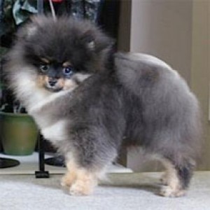 CasaNova N HiTime's Fivn The I