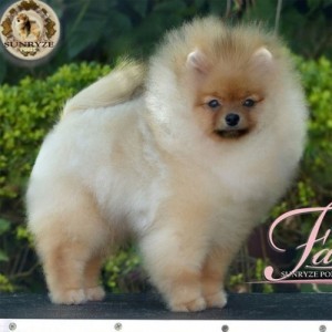 Sunryze Poms Living A Dream