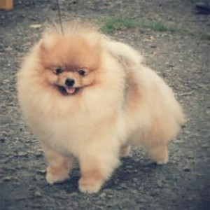 Orehovo Prestizh White Dance Tony