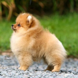 Chriscendo 'Bridget'