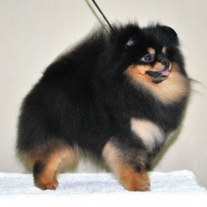 AC Dynasty Color My World