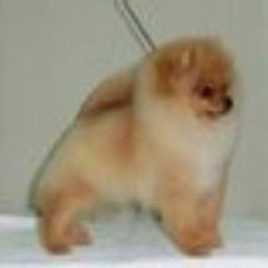 AC Dynasty Feats Made Legend at Toybox