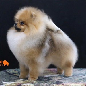 Pomindo Leading Hero (pointed)