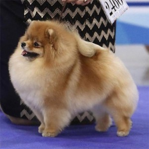 Dan-Star-Kom Adele Enkanto (both majors)