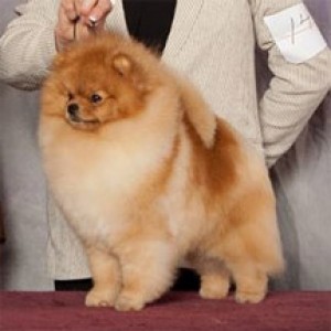 Am/Can Ch. Chriscendo Conquistador