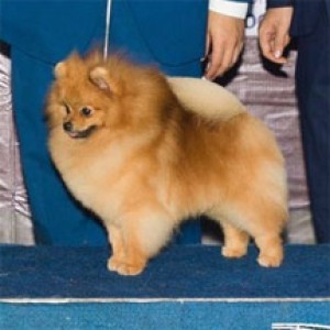 Pomindo Leading Actor