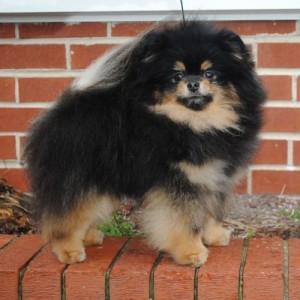 Ch. Stealurheart's Lover's Lock ROM