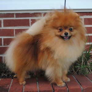 Stealurheart's Queen of Love And Beauty