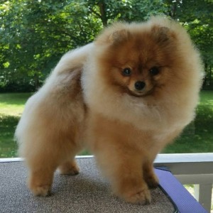 Ch. Nowland's 24K Magic