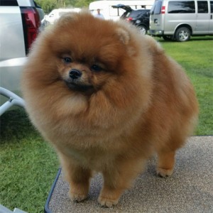 Ch. Nowland's Love To Watch Her Blossom