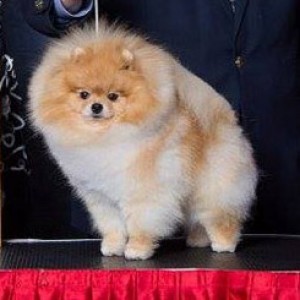 Am Ch. Gladiator's Mistral