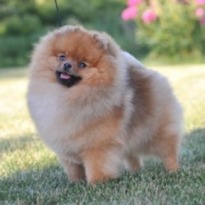 Ch. Dee Little Miss Bossy Pants ROM (group winner)