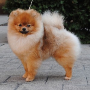 Johnnylicious Down The Rabbit Hole ROMX