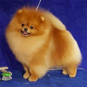 We Star's A Wonderful Boy