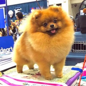 Thai Ch. Moxiepom's Diana The Princess