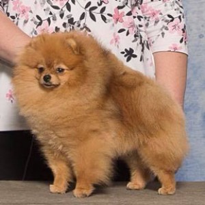 GCh. Carleez I Need A Nap (multi grp placements)